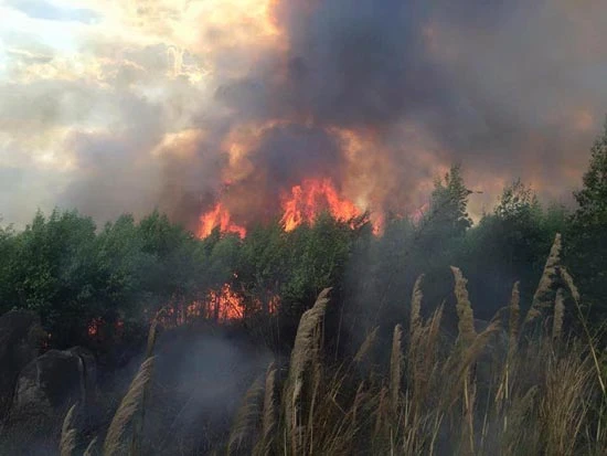Diện tích rừng bị cháy gấp 2,5 lần cùng kỳ 2015